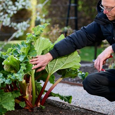 Gardener Ben Inspecting Rhubarb in Kitchen Garden
