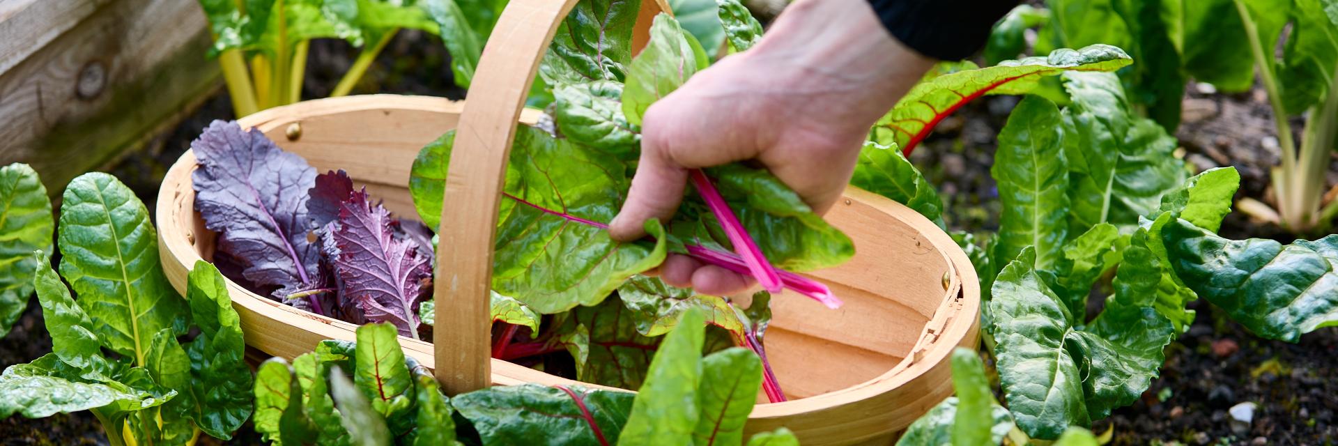 Harvesting Kitchen Garden Produce 