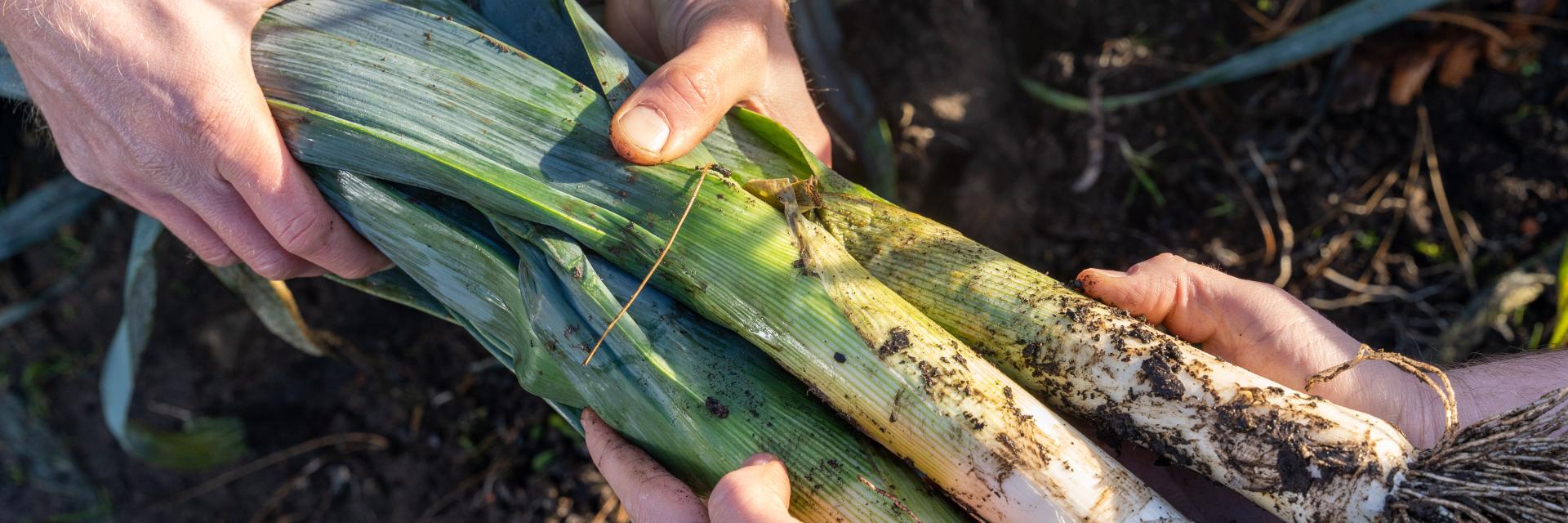 Kitchen Gardener handing harvested leeks to Head Chef