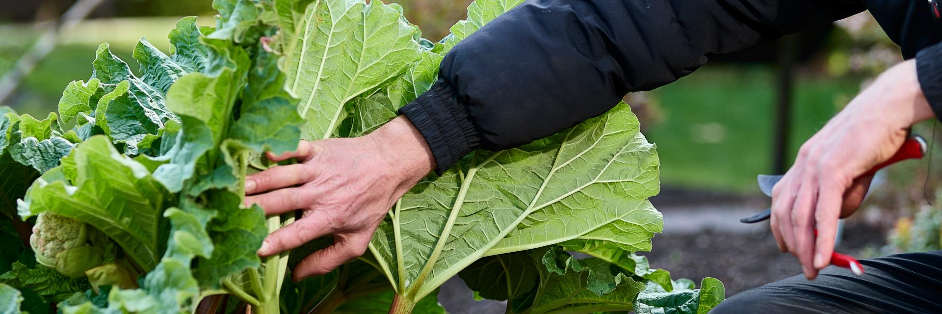 Gardener Ben inspecting rhubarb growing in the onsite Kitchen Garden allotment. 