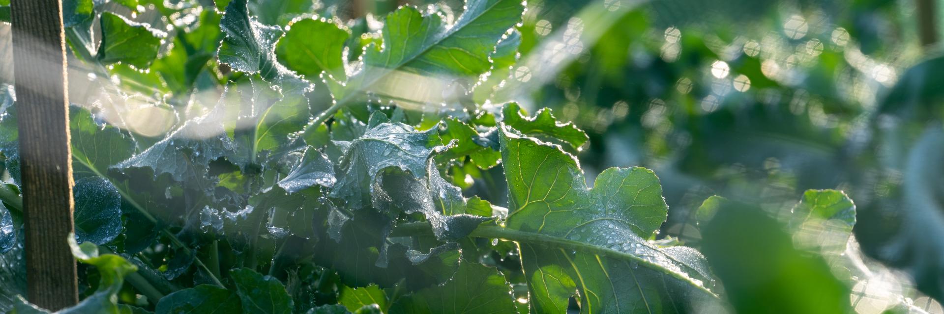 Organic kale growing in the Kitchen Garden allotment at the Royal Botanic Garden Edinburgh. 